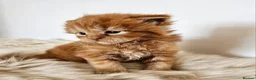 Maine Coon cats for sale: Stunning pedigree Maine Coon kittens  - Advert 7