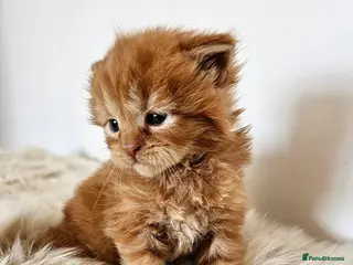 Maine Coon cats Stunning pedigree Maine Coon kittens - Advert 17