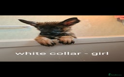 German Shepherd dogs for sale: 🐾Adorable 8-Week-Old German shepherd puppies🐾 - Image 12