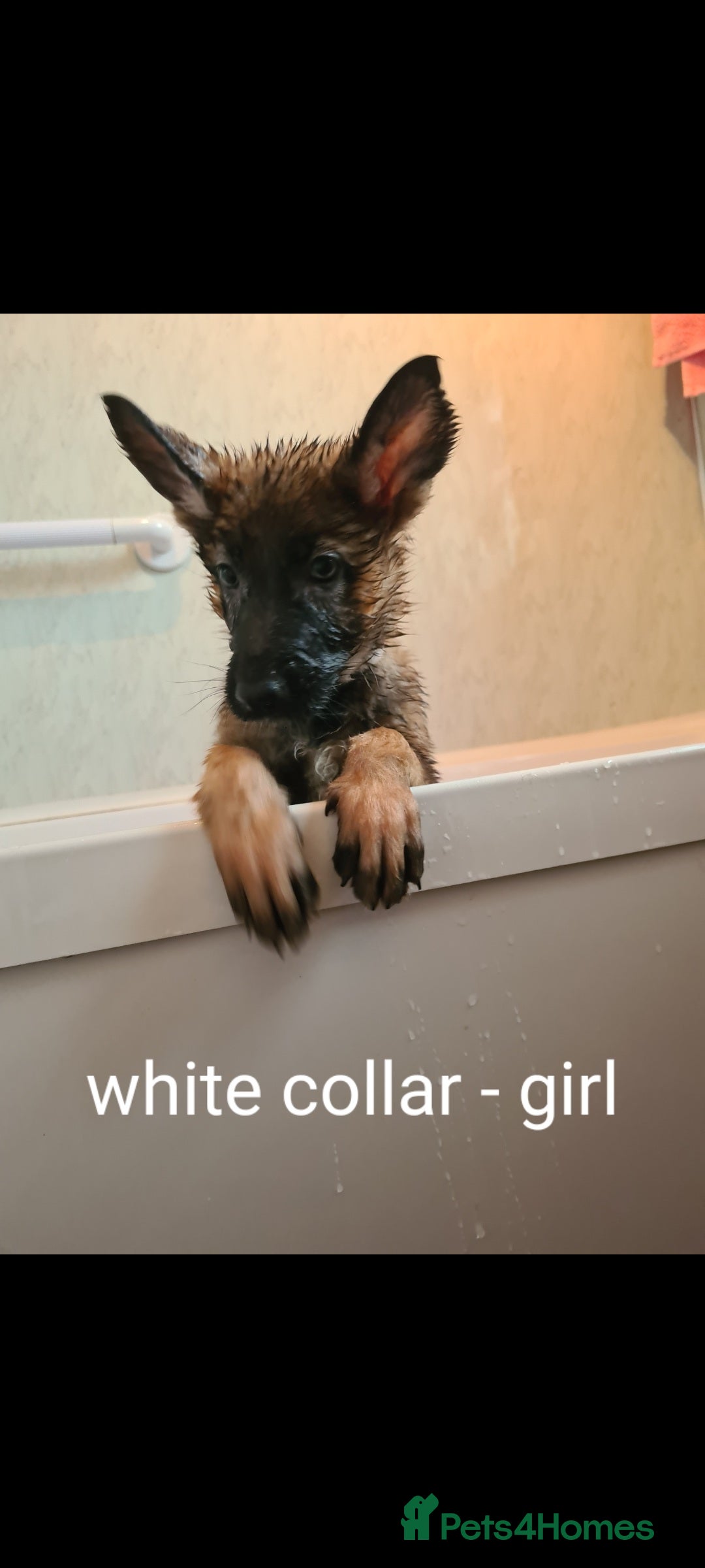 German Shepherd dogs for sale: 🐾Adorable 8-Week-Old German shepherd puppies🐾 - Image 12