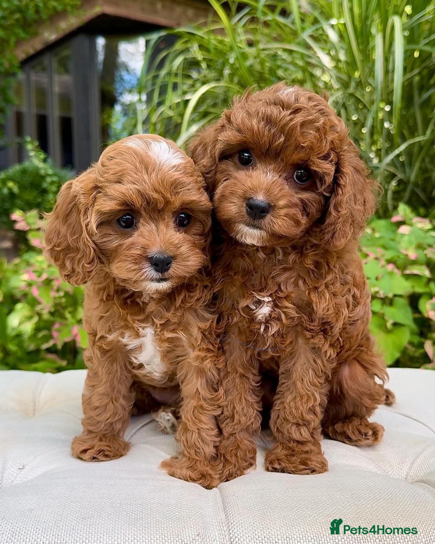 Cavapoo dogs BEAUTIFUL CAVAPOO PUPPIES NOW AVAILABLE  - Advert 1