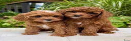 Cavapoo dogs for sale: BEAUTIFUL CAVAPOO PUPPIES NOW AVAILABLE  in Manchester - Advert 1
