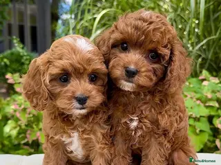 Cavapoo dogs BEAUTIFUL CAVAPOO PUPPIES NOW AVAILABLE - Advert 1