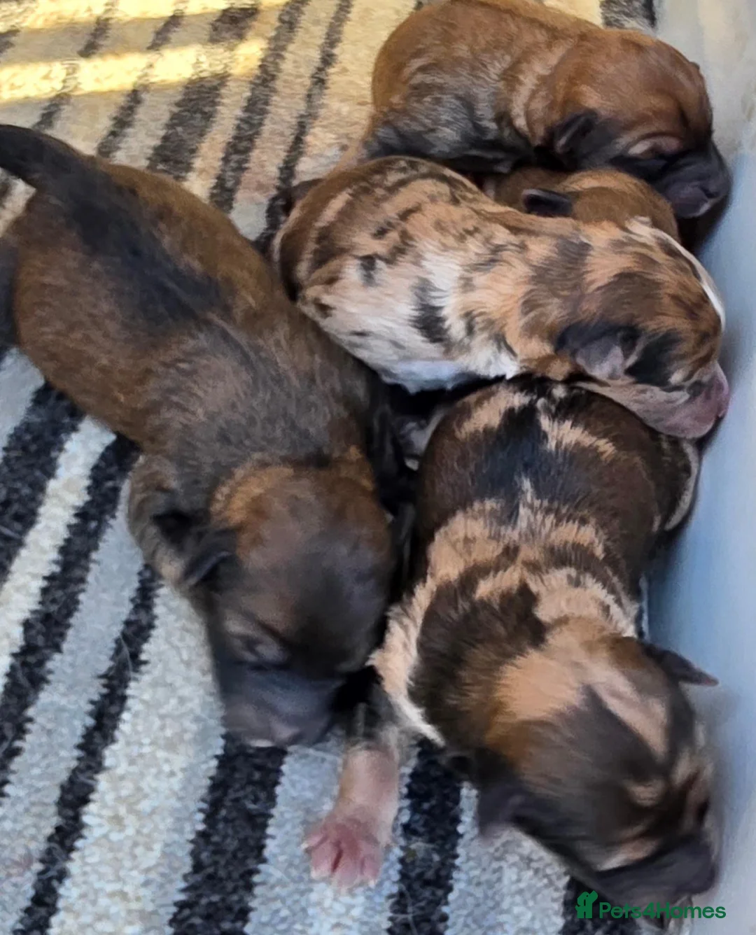 Mixed Breed dogs for sale: Outstanding Shibapoos 3 left  - Advert 8