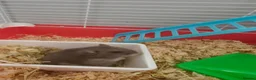 Hamster rodents for sale: Russian hamster  in Wrexham - Advert 3