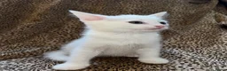 Turkish Angora cats for sale: Turkish Angola white kittens  - Advert 7