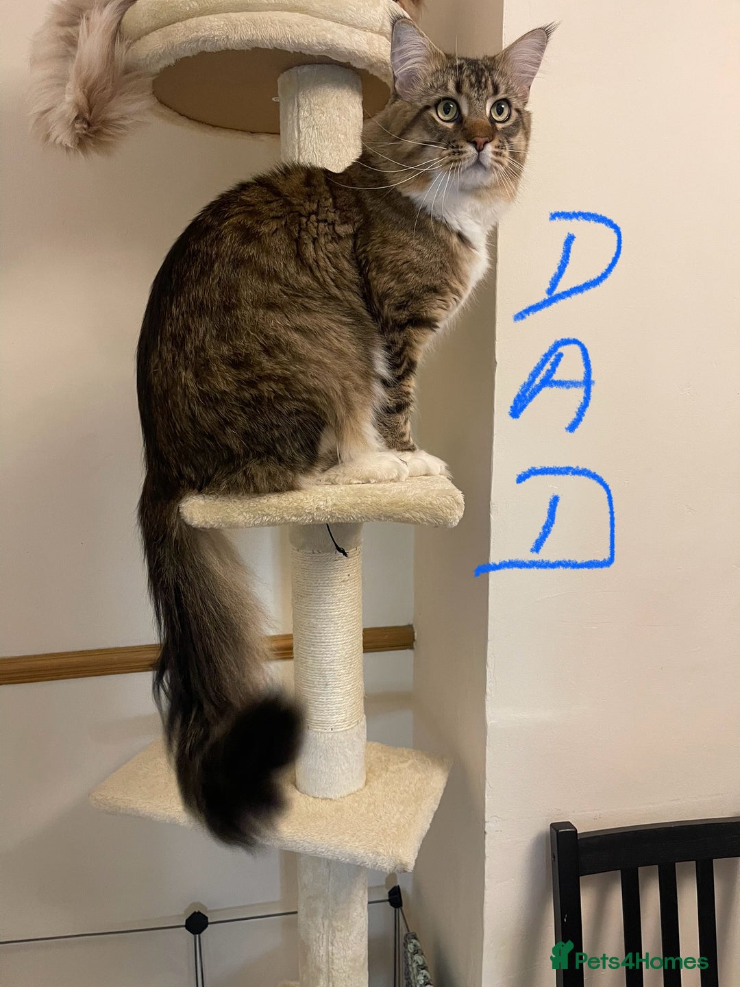 Maine Coon cats for sale: Maine Coon babies - Image 2