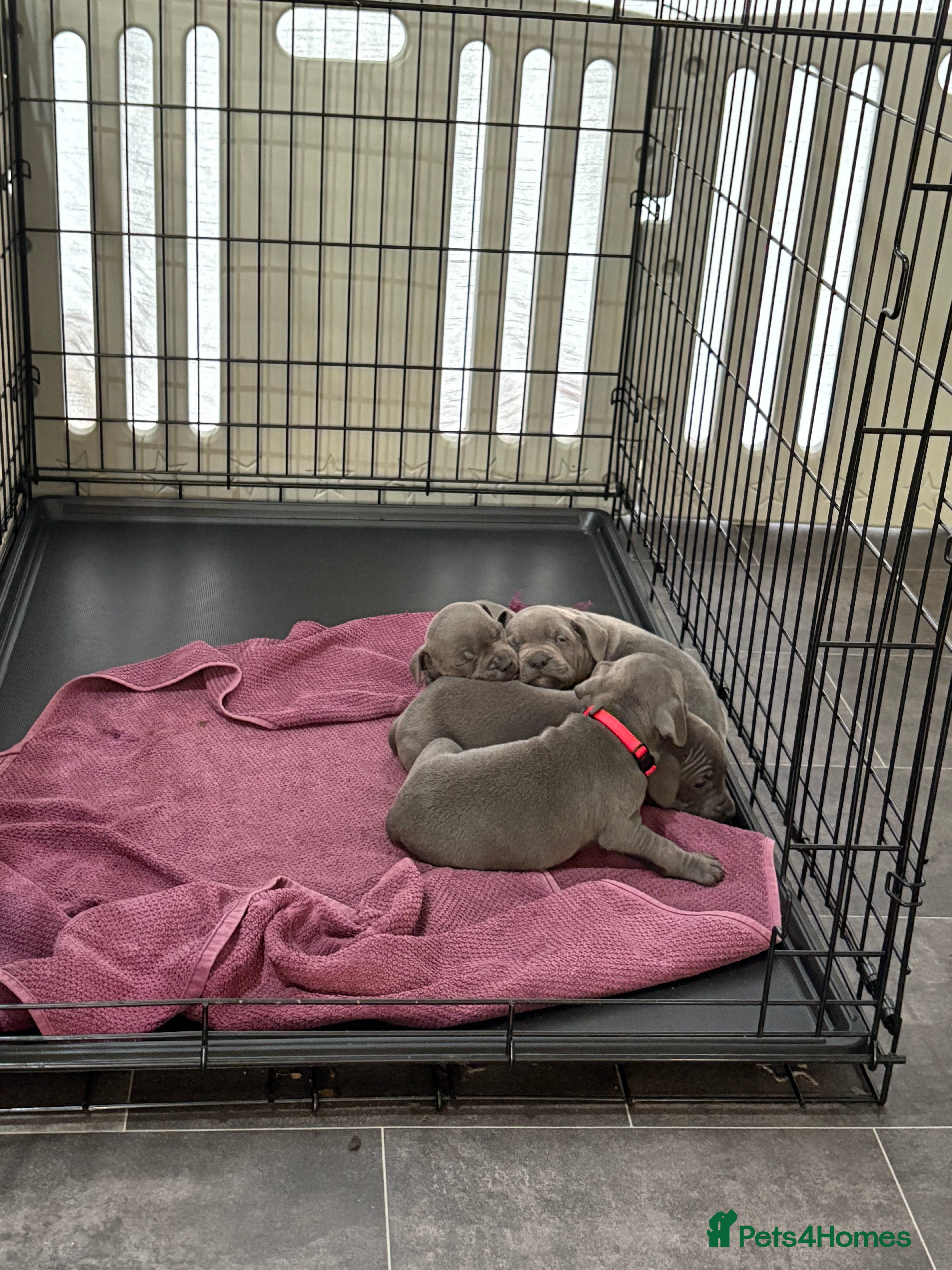 Staffordshire Bull Terrier dogs 6 Stunning Blue Staffordshire Bull Terrier pups 💙 - Advert 3