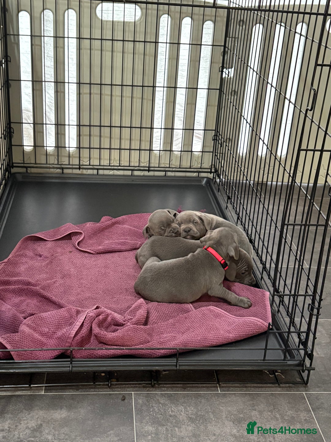 Staffordshire Bull Terrier dogs for sale: 6 Stunning Blue Staffordshire Bull Terrier pups 💙 - Advert 1