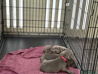 Staffordshire Bull Terrier dogs 6 Stunning Blue Staffordshire Bull Terrier pups 💙 - Advert 1