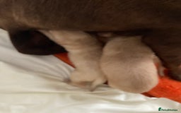 Labrador Retriever dogs for sale: LABRADOR PUPPIES - Image 19