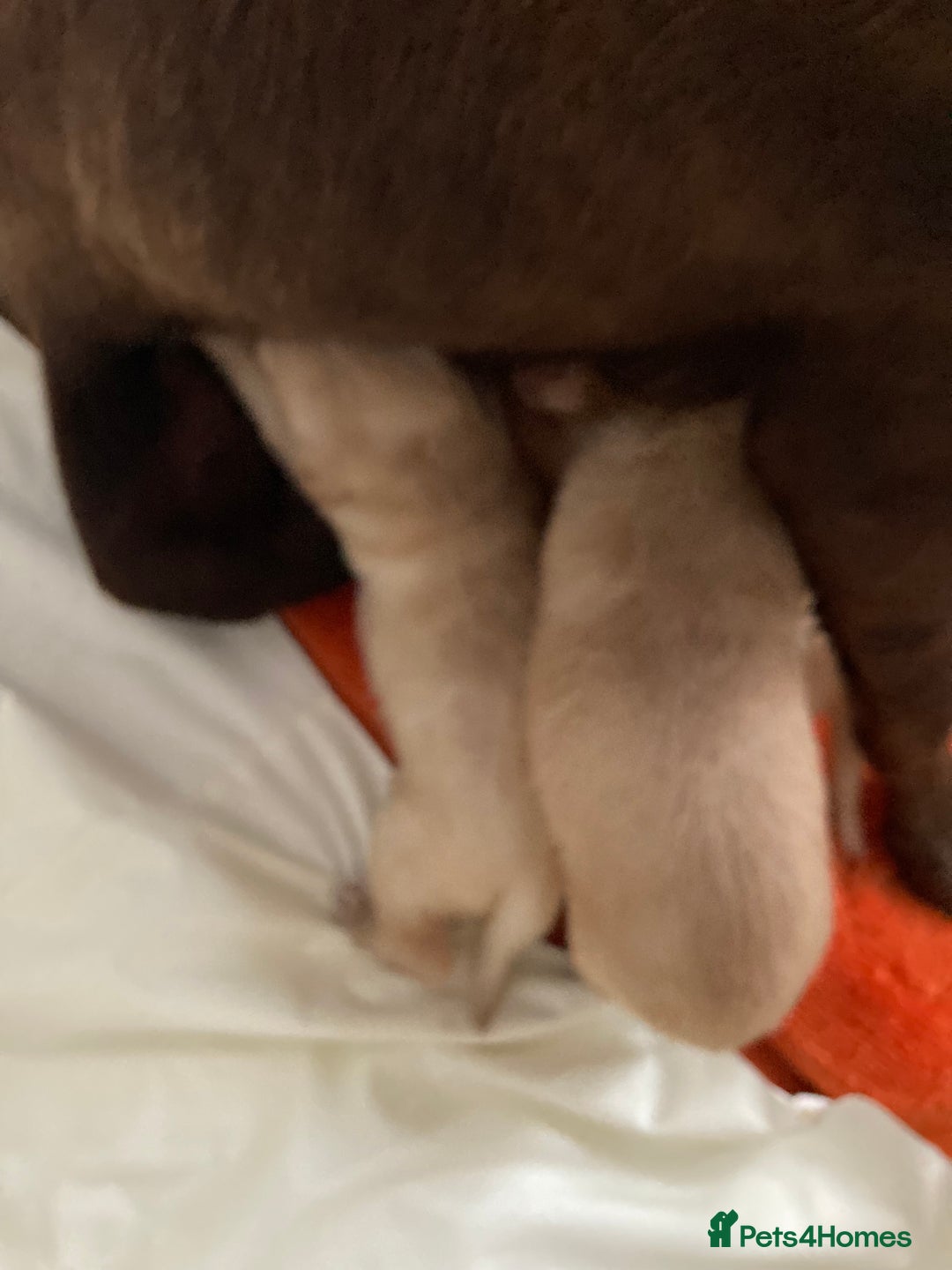 Labrador Retriever dogs for sale: LABRADOR PUPPIES - Image 19