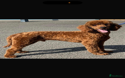 Goldendoodle dogs for sale: Superb litter of Mini Goldendoodle puppies  - Image 26