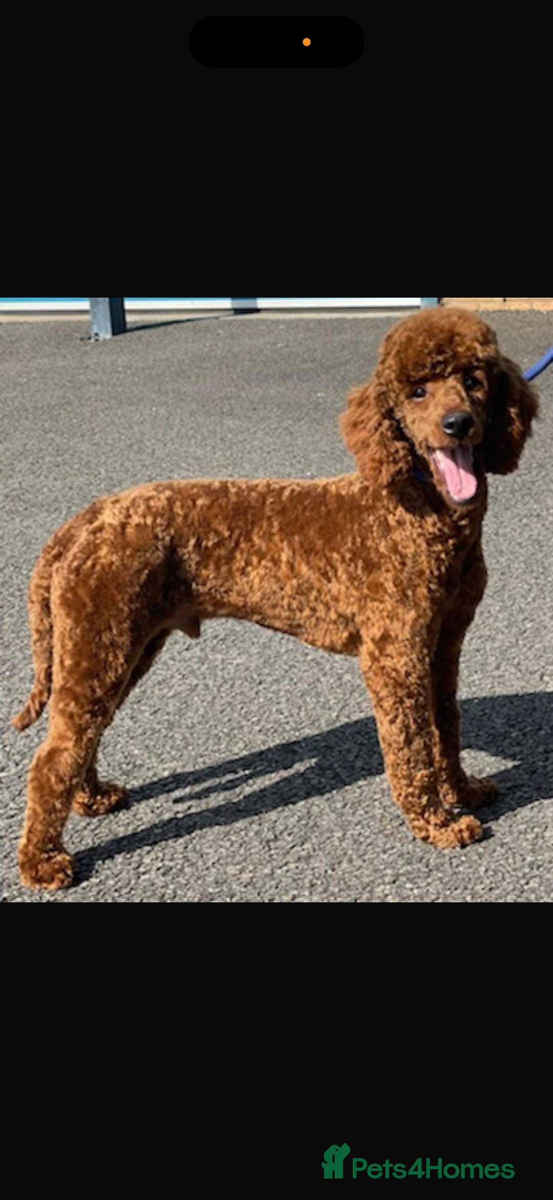 Goldendoodle dogs for sale: Superb litter of Mini Goldendoodle puppies  - Image 26