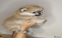Pomeranian dogs for sale: CHAMPION BLOODLINE 3 female 1 male - Image 9