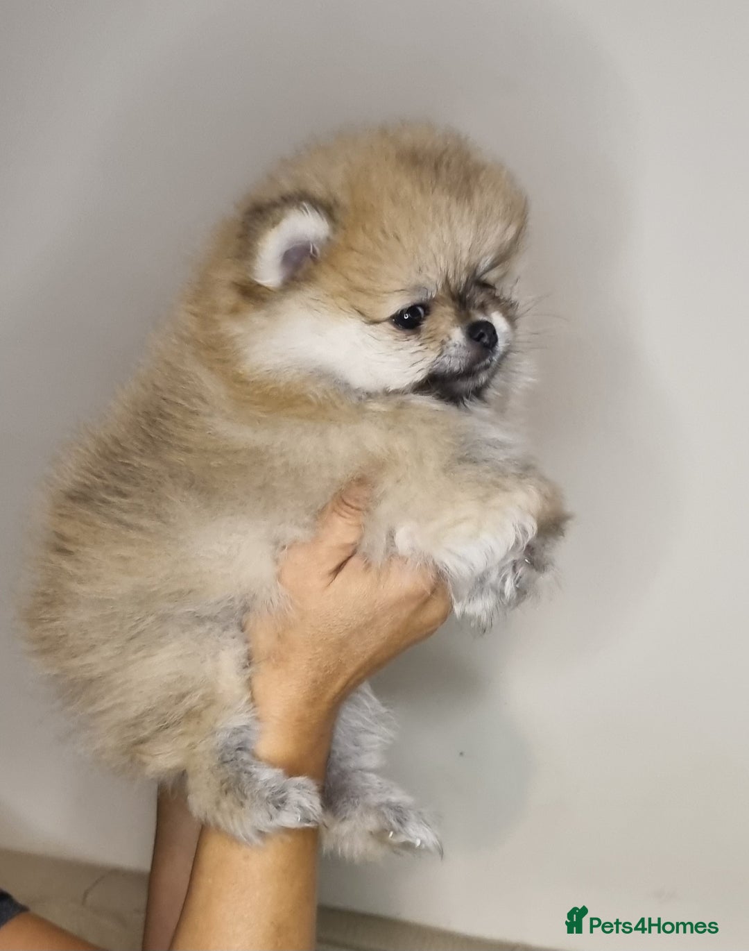 Pomeranian dogs for sale: CHAMPION BLOODLINE 3 female 1 male - Image 9