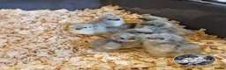 Chickens poultry for sale: Lavender Pekin Bantam day old chicks. - Advert 1