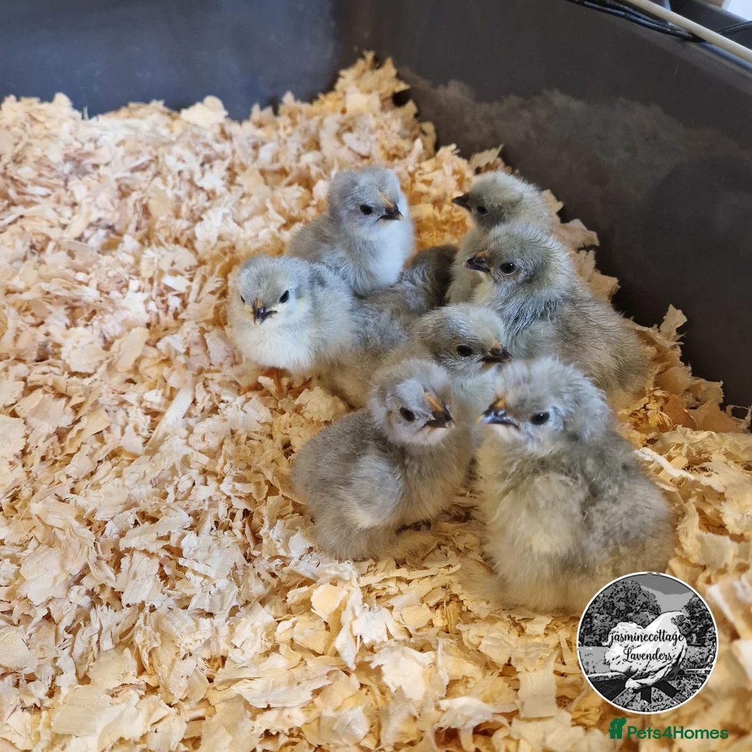 Chickens poultry for sale: Lavender Pekin Bantam day old chicks. - Advert 1