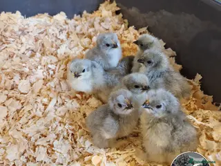 Chickens poultry for sale: Lavender Pekin Bantam day old chicks. - Advert 1