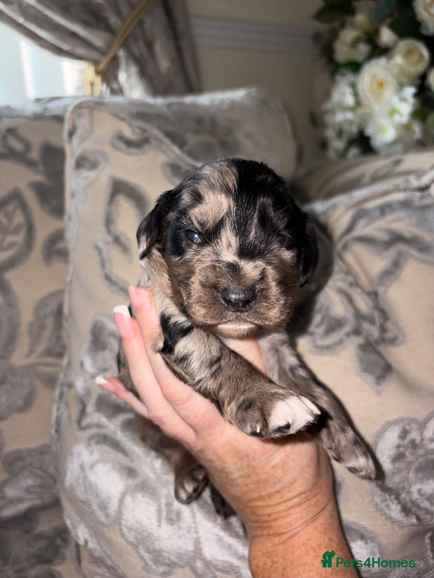 Cocker Spaniel dogs Cocker spaniel puppy’s  - Advert 12