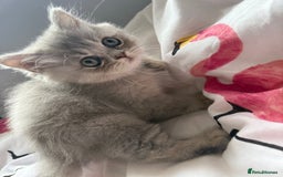 British Shorthair cats for sale: BSH x SF show quality kittens (REDUCED) - Image 31
