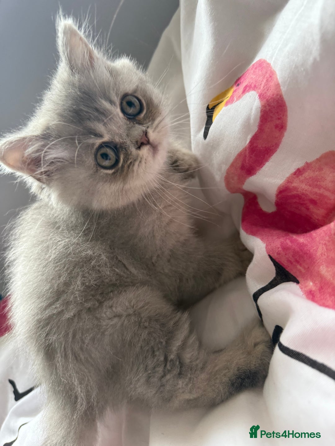 British Shorthair cats for sale: BSH x SF show quality kittens (REDUCED) - Image 31
