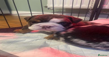 English Bulldog dogs - Advert 3