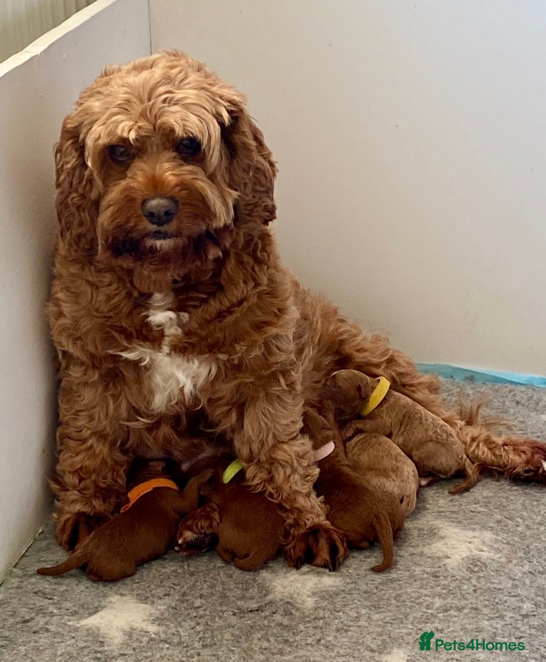 Cavapoo dogs for sale: 🐾 Adorable Health-Checked, Cavapoo Puppies 🐶  - Advert 6