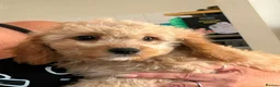Cockapoo dogs for sale: Cockapoo f1b puppies - Advert 6