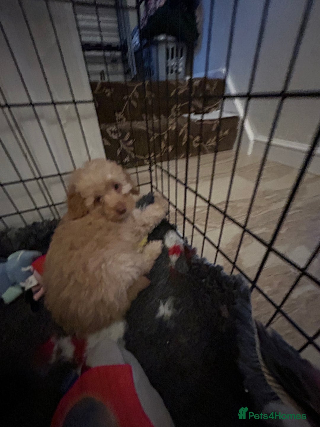 Miniature Poodle dogs for sale: Miniature poodle  - Advert 17