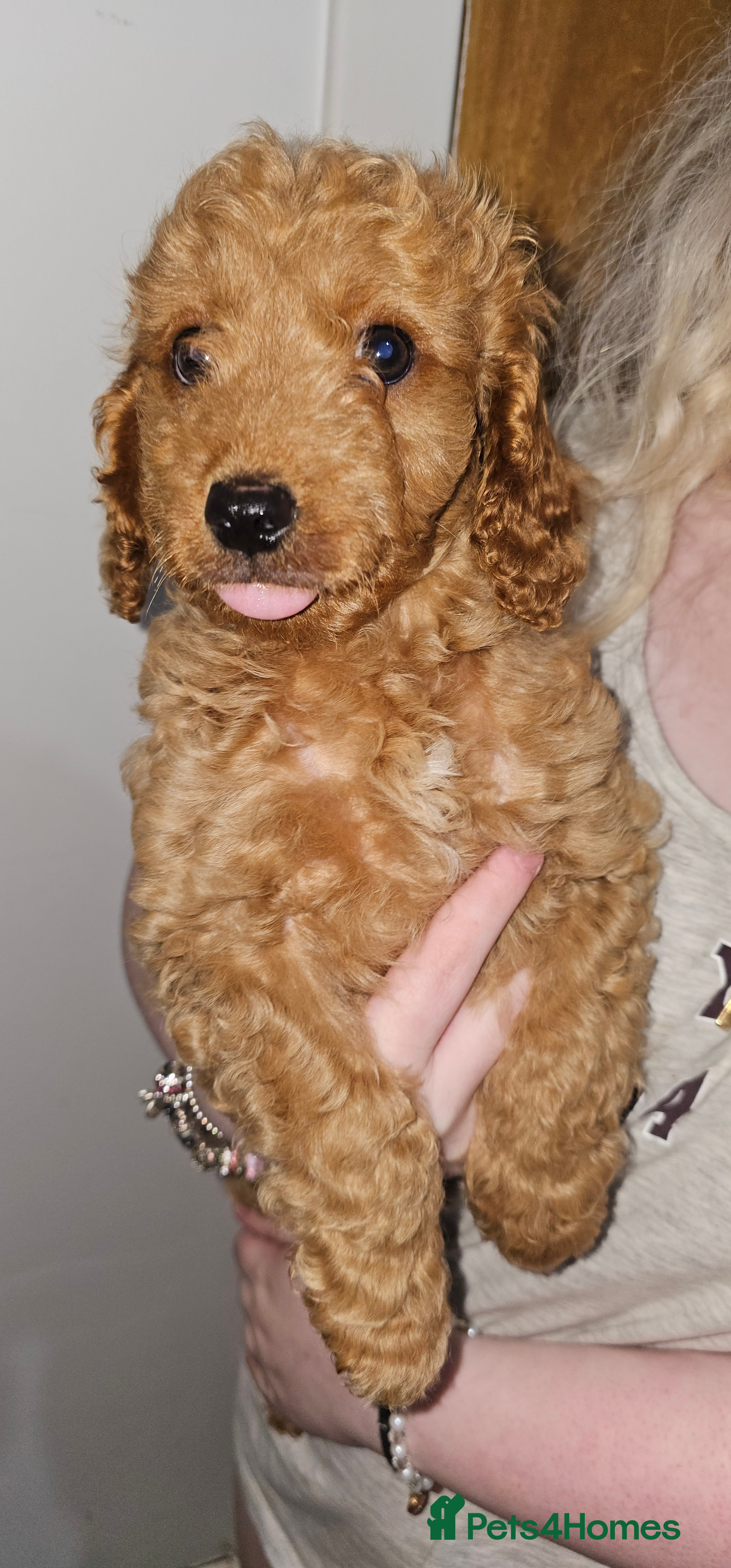 Cavapoo dogs Dashing Cavapoo Puppies  - Advert 1