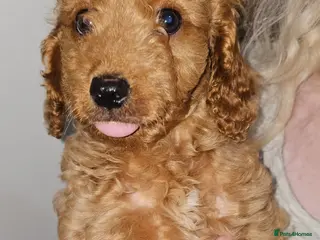 Cavapoo dogs Dashing Cavapoo Puppies - Advert 1