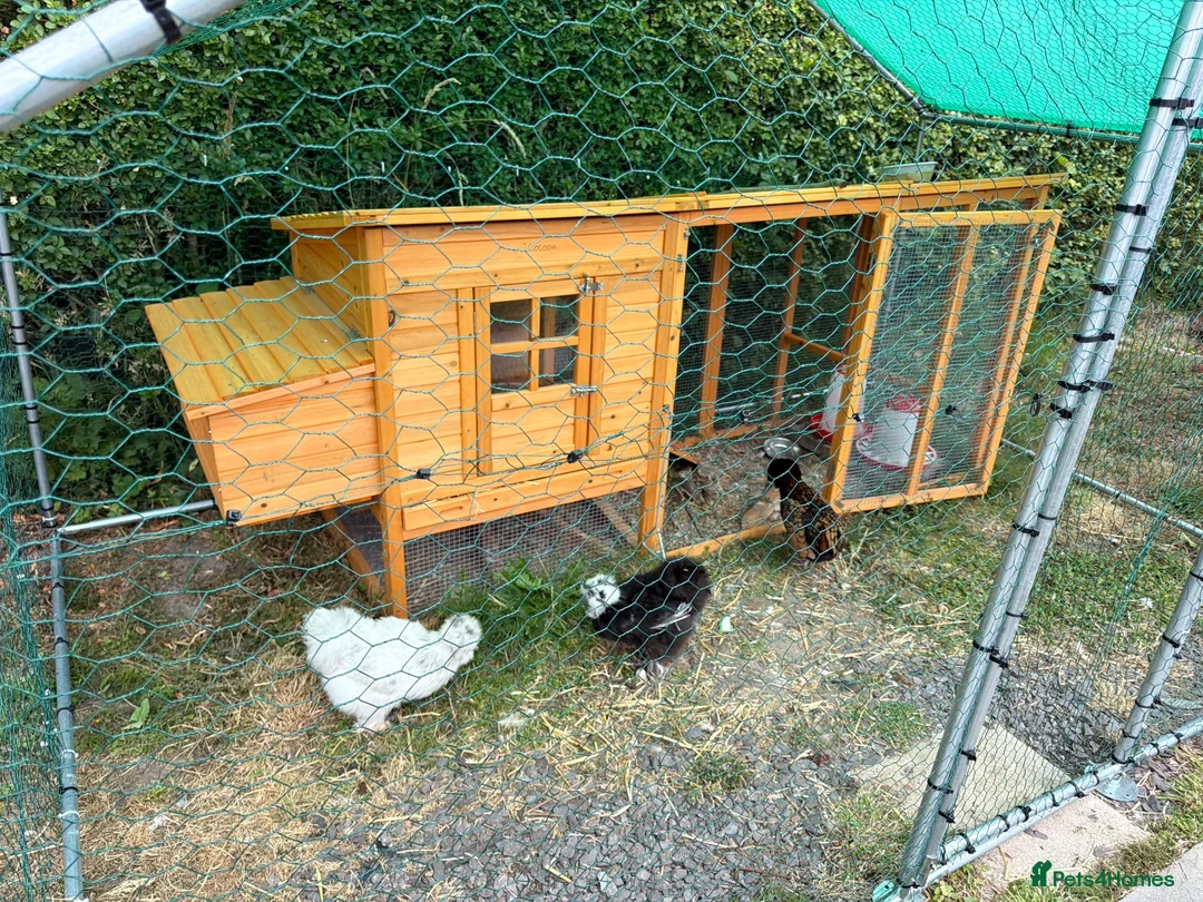 Chickens poultry for sale: 6 bantam chickens and set up  in Poulton-le-Fylde - Advert 1