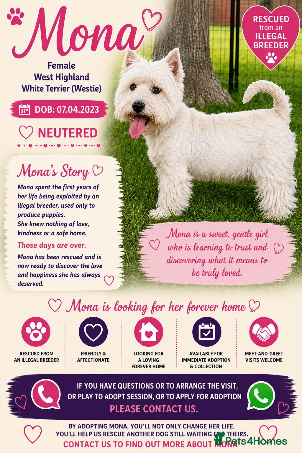 West Highland Terrier dogs 🐾 Mona – Female West Highland Terrier 🐾 - Advert 2