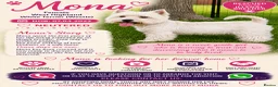 West Highland Terrier dogs for adoption: 🐾 Mona – Female West Highland Terrier 🐾 - Advert 2