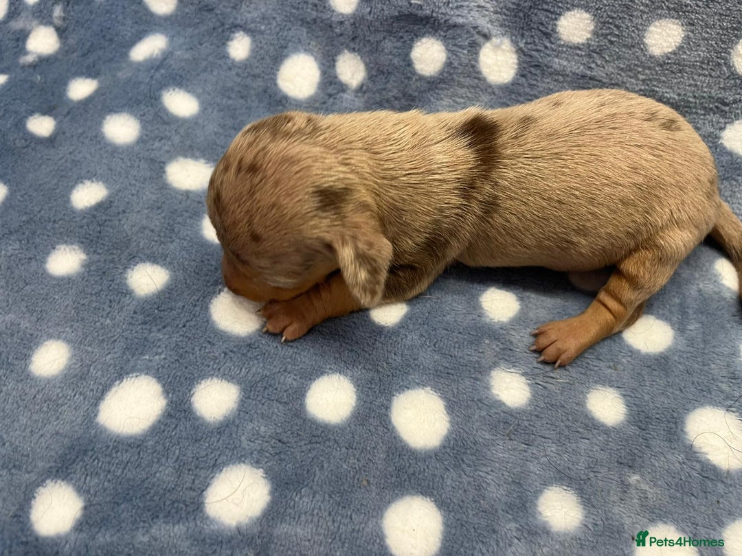 Miniature Dachshund dogs for sale: ⭐️🐾💖💙KC REG💙💖🐾⭐️5 star breeder   - Advert 11