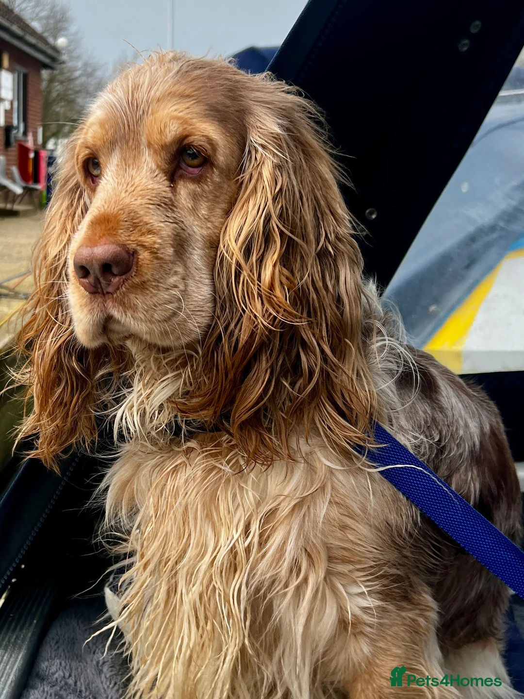 Cocker Spaniel dogs for stud: Proven Track Record Cocker Spaniel Stud - Advert 13