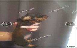 Miniature Dachshund dogs for sale: Boys ready now - Image 6