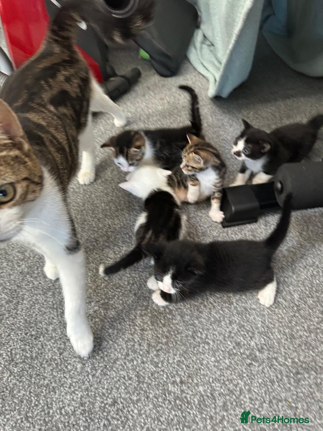 British Shorthair cats for sale: mixed tabby, black and white kittens  - Image 29