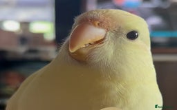 Parakeets birds for sale: Kakariki Last baby still hand feeding  - Image 7