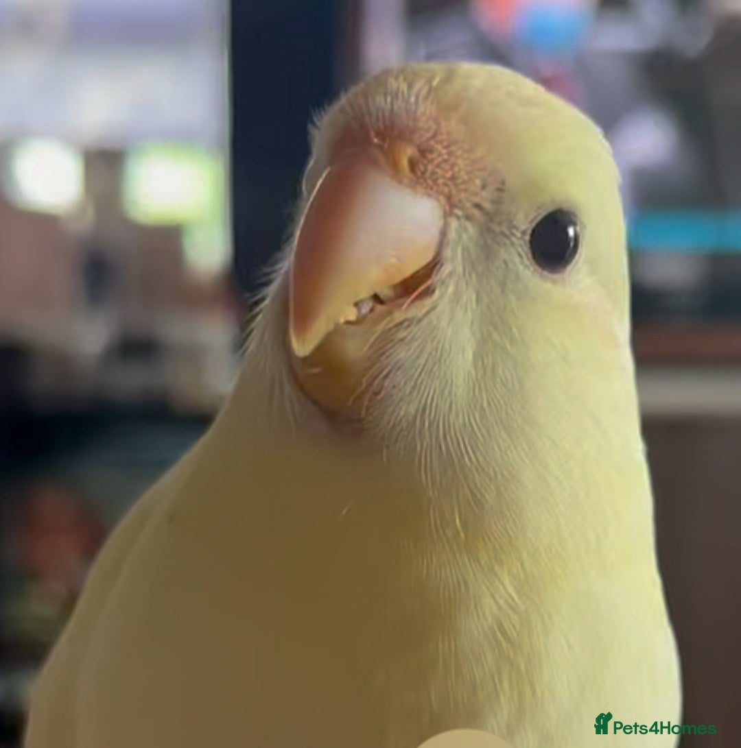 Parakeets birds for sale: Kakariki Last baby still hand feeding  - Image 7
