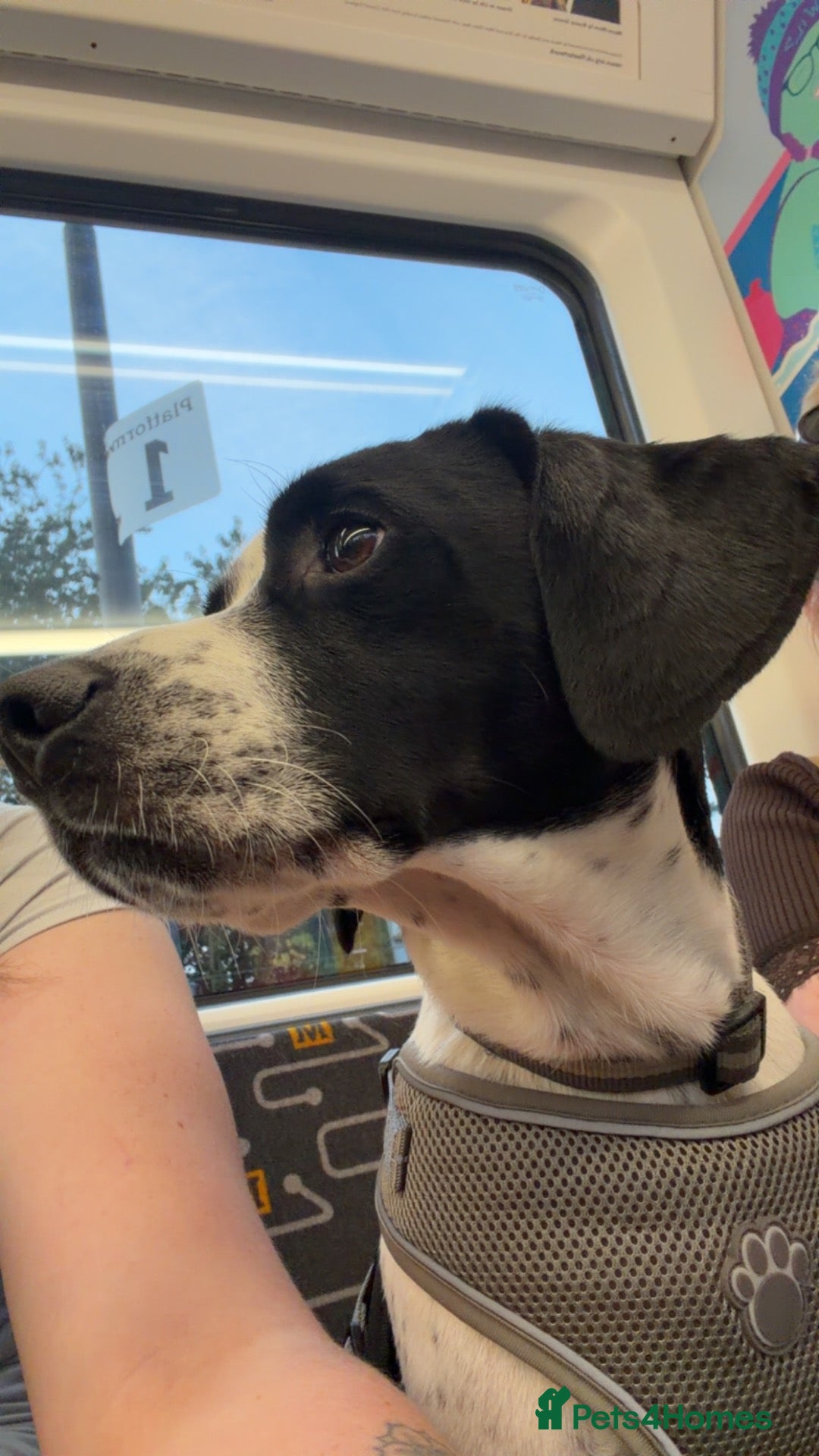 German Shorthaired Pointer dogs Beautiful Boy looking for his forever home❤️ - Advert 1