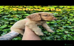Cocker Spaniel dogs for sale: READY TO GO.. beautiful cocker spaniel puppies - Image 17
