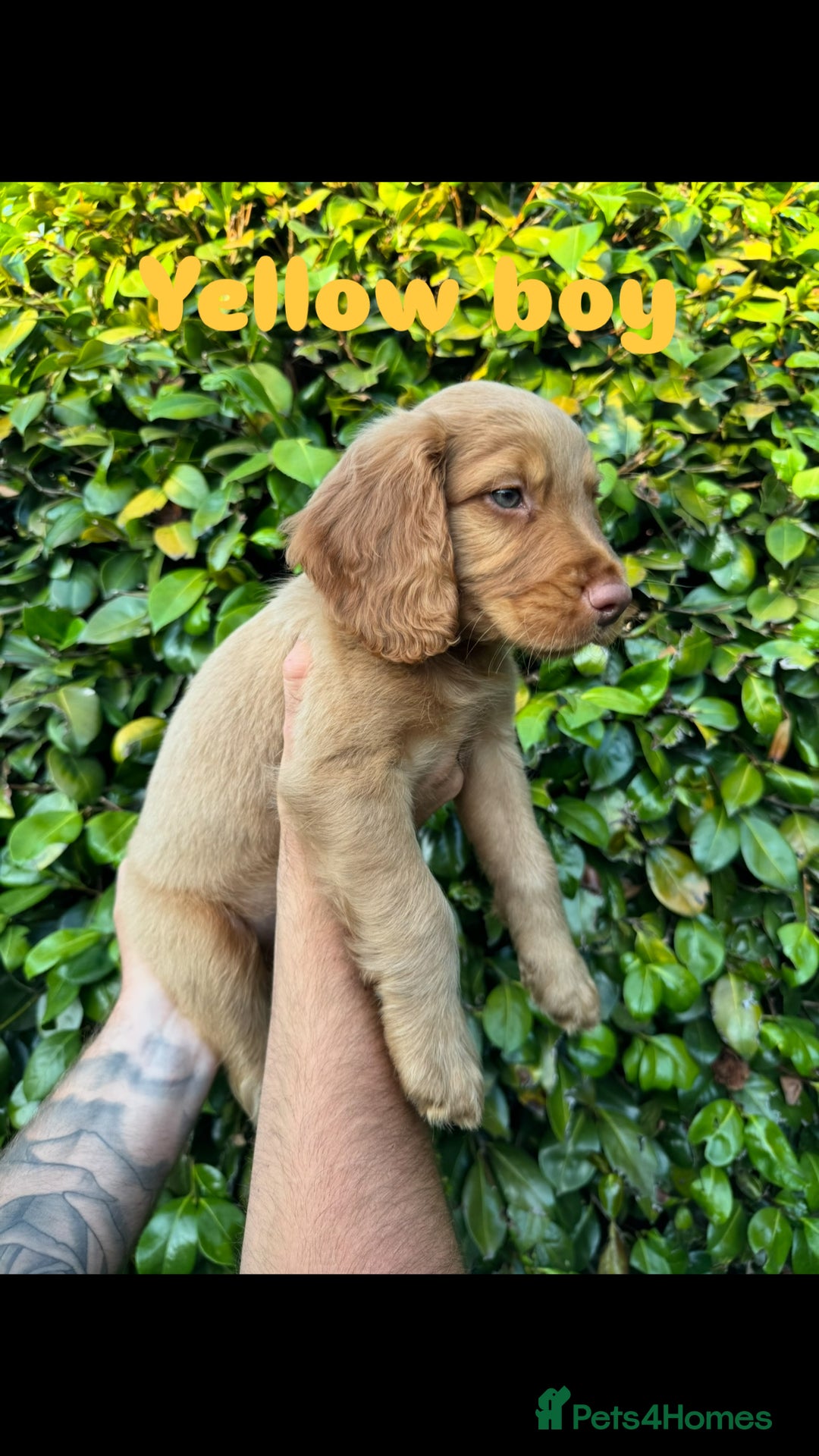 Cocker Spaniel dogs for sale: READY TO GO.. beautiful cocker spaniel puppies - Image 17