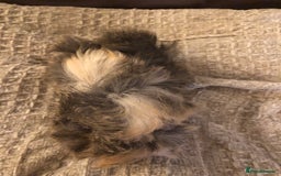 Guinea Pig rodents for sale: 2 beautiful baby boy Guineapigs  - Image 8
