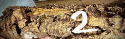 Gecko reptiles for sale: Baby crested gecko mixed  - Advert 10