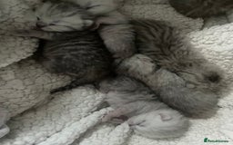 British Shorthair cats for sale: Silver Tipped Pedigree Kittens  - Image 1