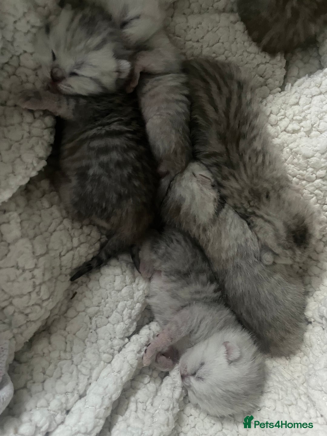 British Shorthair cats for sale: Silver Tipped Pedigree Kittens  - Image 1