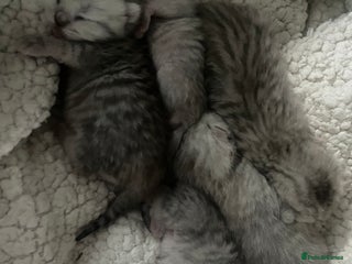 British Shorthair cats - Advert 20