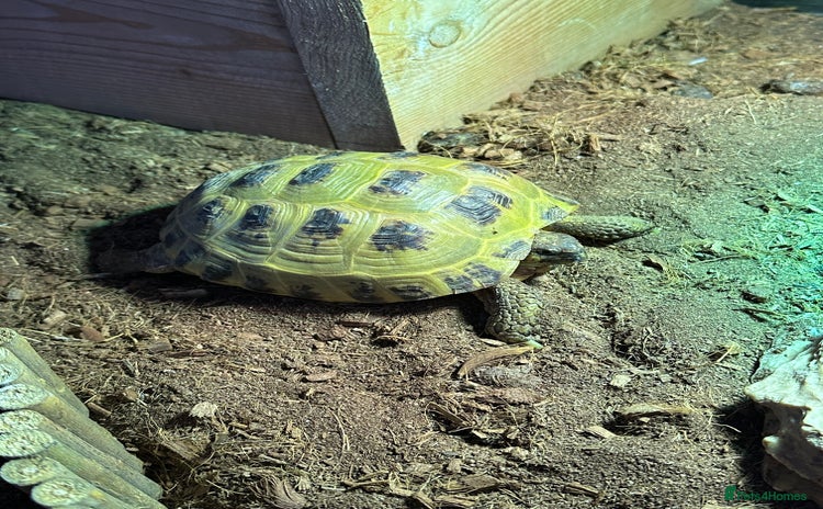 Tortoise reptiles - Advert 6